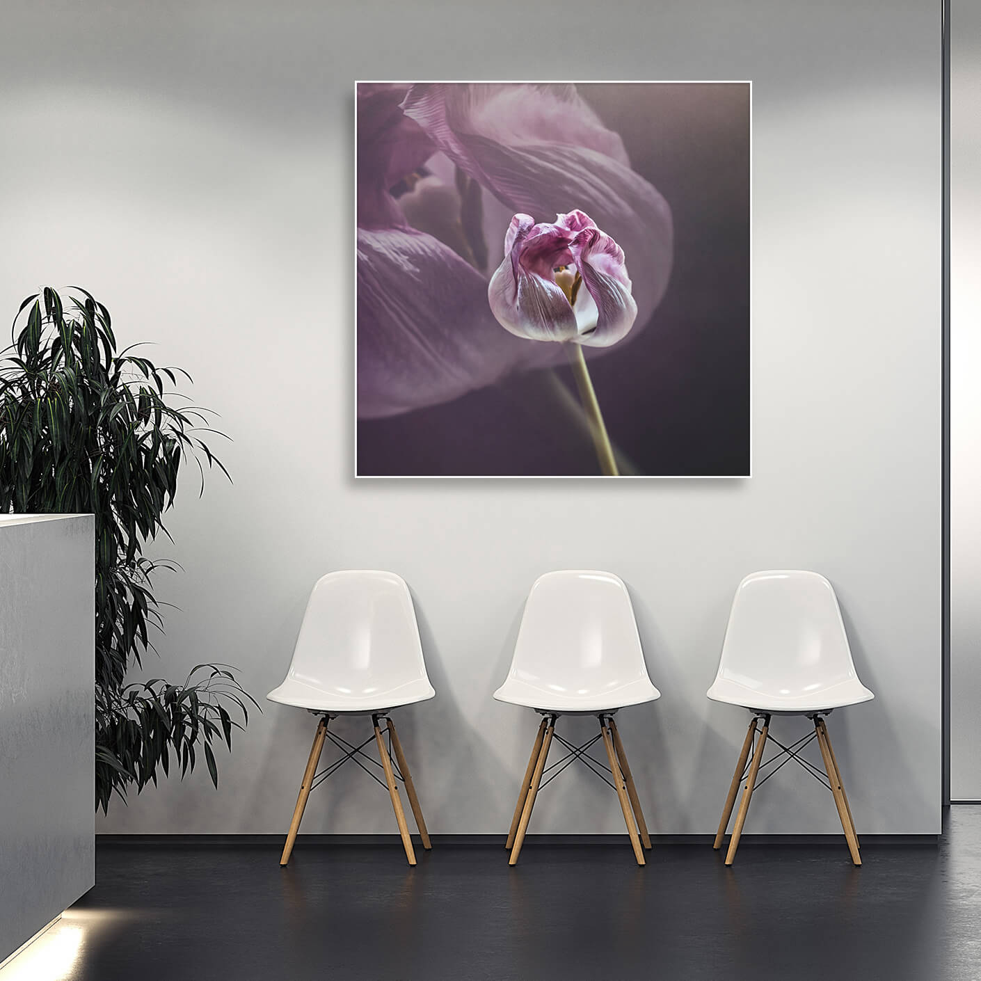 Ein quadratisches Gemälde einer einzelnen, zartrosa Tulpe hängt an einer hellen Wand in einem minimalistischen Raum. Die Tulpenblüte ist geöffnet und ihre Blütenblätter wirken fast durchscheinend. Der Hintergrund ist in sanften Violetttönen gehalten, wodurch die Blume im Fokus steht. Unter dem Gemälde stehen drei weiße Stühle mit Holzbeinen in einer Reihe. Links neben den Stühlen befindet sich eine kleine Pflanze auf einem weißen Sockel.